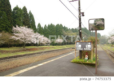 肥薩線　桜満開の大畑駅ホーム　4 74753375