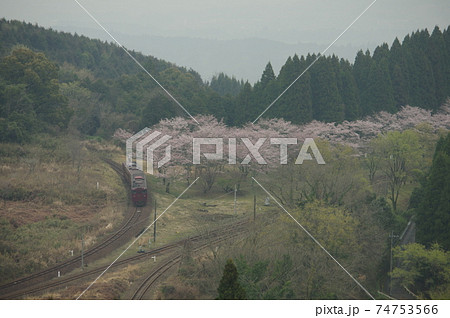 肥薩線　春の大畑駅スイッチバックを行く特急いさぶろう・しんぺい　4 74753566
