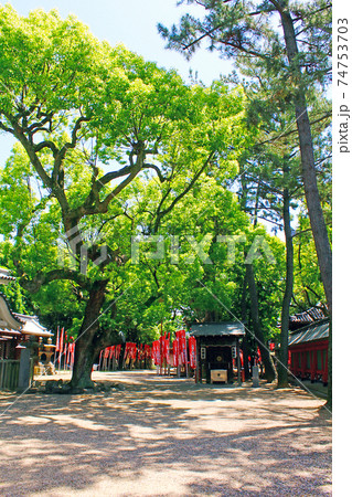 【大阪】初夏の住吉大社　初辰まいりの幟で賑わう楠珺社の御神木 74753703
