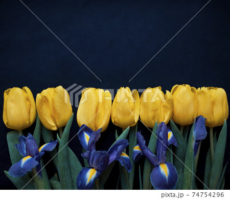 Flowers composition. Frame made of yellow tulips and irises on blue background. Valentines day, mothers day and womens day concept. Flat lay, top view. Flowers composition. Frame made of yellow tulips and irises on blue background. Valentines day, mothers day and womens day concept. Flat lay, top view. 74754296