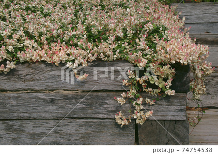 ハツユキカズラ 74754538