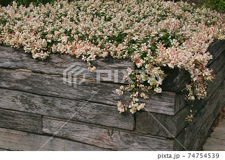 ハツユキカズラ ハツユキカズラ 74754539