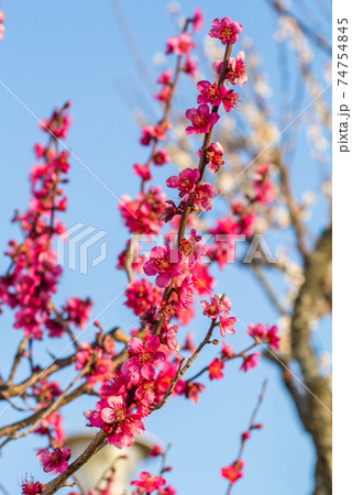 咲き始めた梅の花 74754845