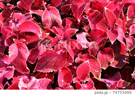 Coleus flower in autumn 74755000