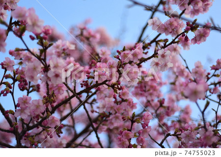 早春の公園に咲く濃い桃色の桜 74755023