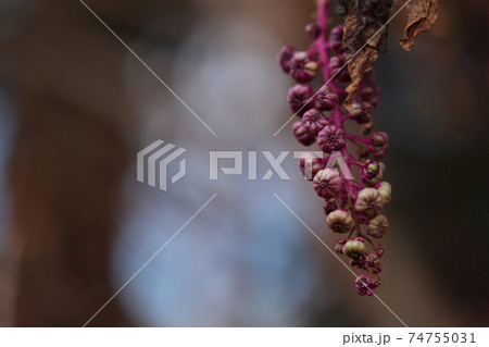 ヨウシュヤマゴボウ 74755031