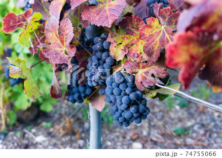 Close up vine grape in champagne vineyards at montagne de reims Close up vine grape in champagne vineyards at montagne de reims 74755066