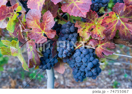 Close up vine grape in champagne vineyards at montagne de reims Close up vine grape in champagne vineyards at montagne de reims 74755067