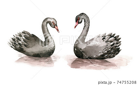 Black Swan watercolor illustration on white background. Love card for Valentine's Day. 74755208