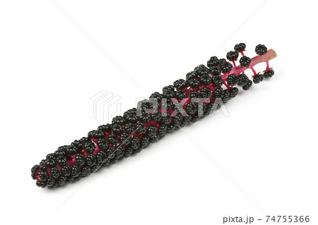 Ripe berries pokeweed Ripe berries pokeweed 74755366