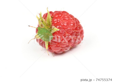Green stink bug on raspberry 74755374