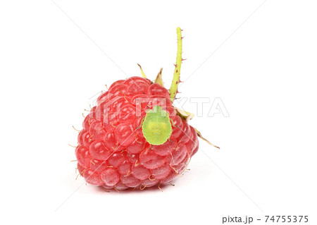 Green stink bug on raspberry 74755375