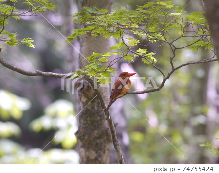 アカショウビン　野鳥 74755424
