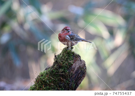 オオマシコ　野鳥 74755437