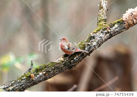 オオマシコ　野鳥 74755439