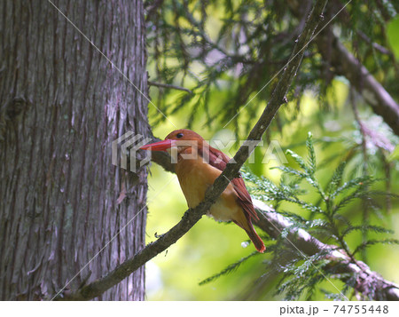 アカショウビン 野鳥 アカショウビン 野鳥 74755448
