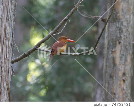 アカショウビン 野鳥 アカショウビン 野鳥 74755451