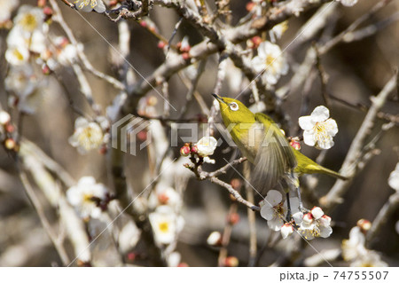 梅の木の枝から飛び立つメジロ 梅の木の枝から飛び立つメジロ 74755507