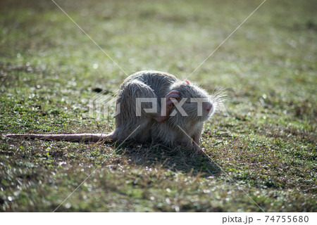 Portrait of white nutria standing in the grass in border water Portrait of white nutria standing in the grass in border water 74755680