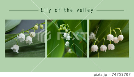 Collage of various view of lily of the valey flowers Collage of various view of lily of the valey flowers 74755707