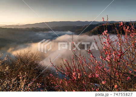 奈良県奈良市月ヶ瀬の梅林を撮影 74755827