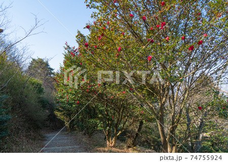 二上山の雌岳付近の椿(金剛生駒紀泉国定公園) 二上山の雌岳付近の椿(金剛生駒紀泉国定公園) 74755924