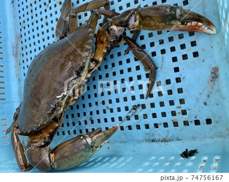 ノコギリガザミ 74756167