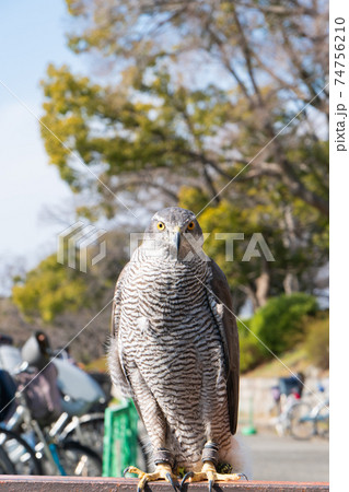 鷹（大阪城公園）の写真素材 [74756210] - PIXTA