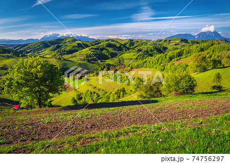 Spring scenery with plowed farmland and green forest, Holbav, Romania Spring scenery with plowed farmland and green forest, Holbav, Romania 74756297