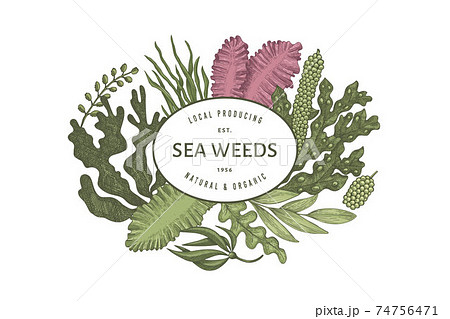 Seaweed design template. Hand drawn vector seaweeds illustration. Engraved style sea food banner. Retro sea plants background Seaweed design template. Hand drawn vector seaweeds illustration. Engraved style sea food banner. Retro sea plants background 74756471