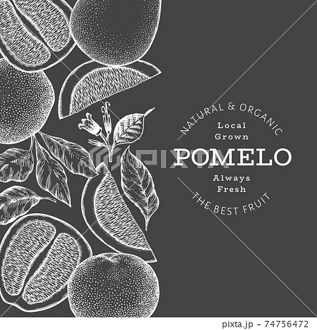 Hand drawn sketch style pomelo banner. Organic fresh fruit vector illustration on chalk board. Retro fruit design template Hand drawn sketch style pomelo banner. Organic fresh fruit vector illustration on chalk board. Retro fruit design template 74756472