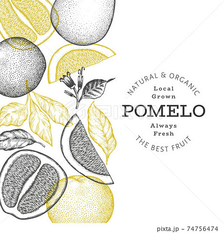 Hand drawn sketch style pomelo banner. Organic fresh fruit vector illustration. Retro fruit design template 74756474