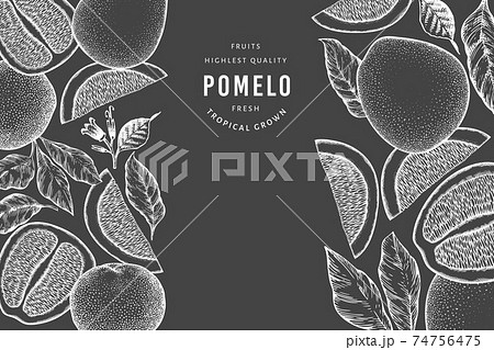 Hand drawn sketch style pomelo banner. Organic fresh fruit vector illustration on chalk board. Retro fruit design template Hand drawn sketch style pomelo banner. Organic fresh fruit vector illustration on chalk board. Retro fruit design template 74756475