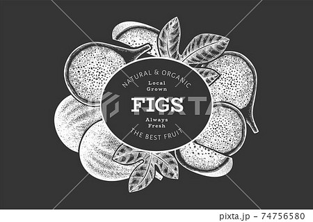 Hand drawn fig fruits design template. Organic fresh food vector illustration on chalk board. Retro fig fruit banner. 74756580