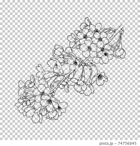 手描き線画 桜の花 イラストのイラスト素材