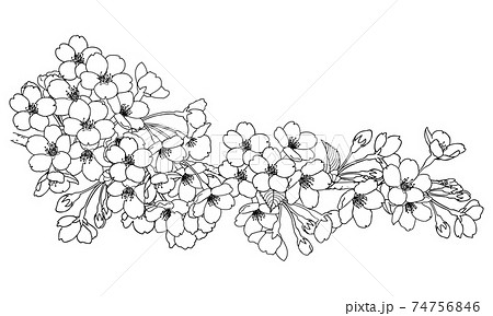 手描き線画 桜の花 イラストのイラスト素材