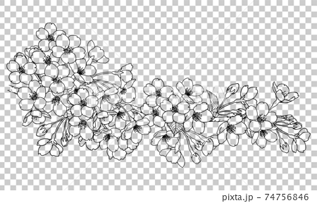 手描き線画 桜の花 イラストのイラスト素材