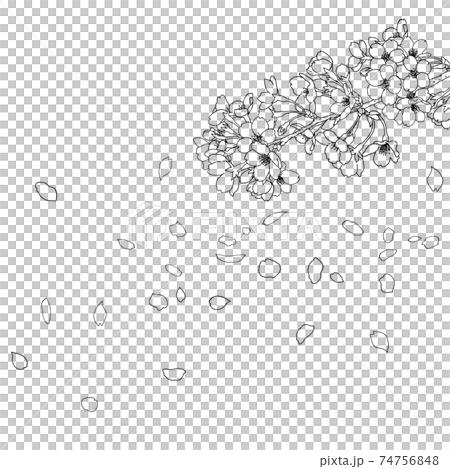 手描き線画　桜　イラスト 74756848