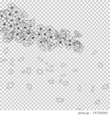 手描き線画 桜 イラスト 手描き線画 桜 イラスト 74756849