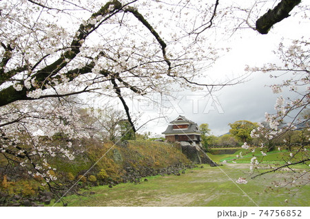 熊本城 戌亥櫓の桜 1 熊本城 戌亥櫓の桜 1 74756852