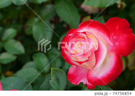 美しく咲いたジュビレ・デュ・プリンス・ドゥ・モナコという名のバラの
