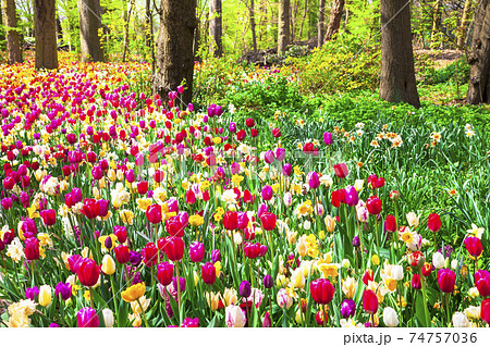 beautiful garden with blooming vivid tulips in Keukenhof park, Holland beautiful garden with blooming vivid tulips in Keukenhof park, Holland 74757036