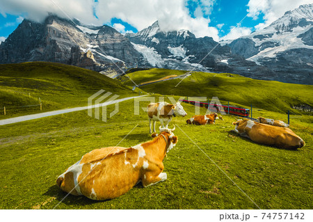 Herd of cows on the alpine pasture, Bernese Oberland, Switzerland Herd of cows on the alpine pasture, Bernese Oberland, Switzerland 74757142