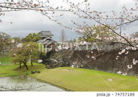 熊本城　戌亥櫓の桜　6 74757189