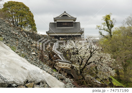 熊本城　未申櫓の桜　2 74757190