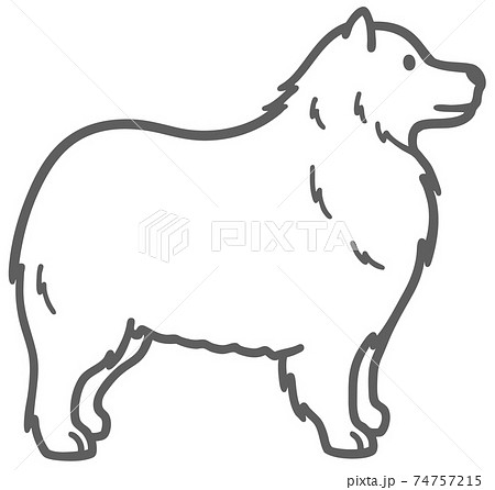 横向きのサモエドの犬のイラストのイラスト素材