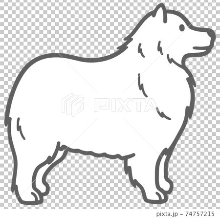 横向きのサモエドの犬のイラストのイラスト素材