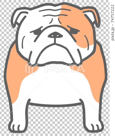 Illustration of a bulldog facing the front 74757222