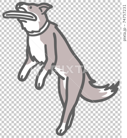 拿著飛盤的邊境牧羊犬的插圖 74757231