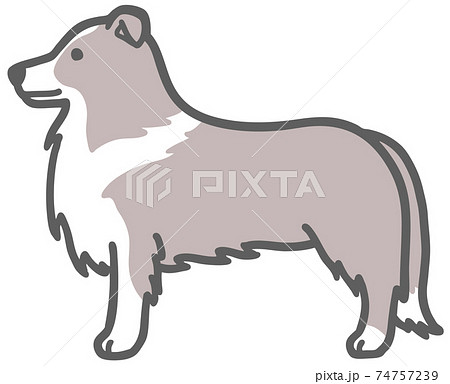 横向きのボーダーコリーの犬のイラストのイラスト素材